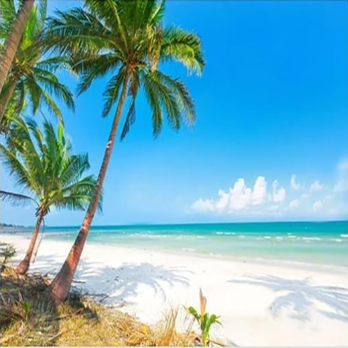 Vibee House Tropical Coconut Tree & Sea View Wall Mural